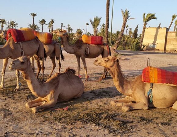 Activity Sunset Tour & Dromedary Ride At Palm Grove