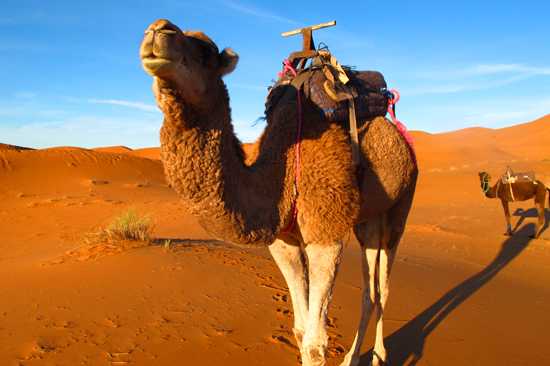 Tour 5 days marrakech to merzouga desert